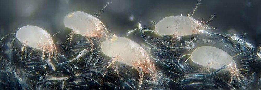 how to see dust mites