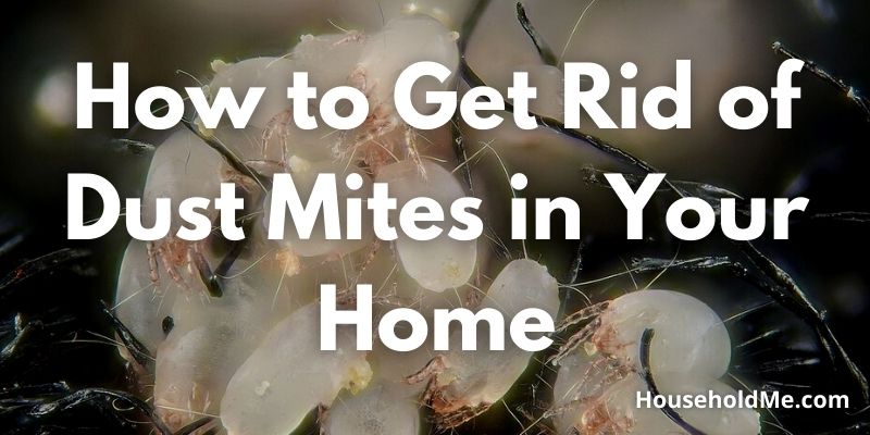 How to Get Rid of Dust Mites in Your Home?