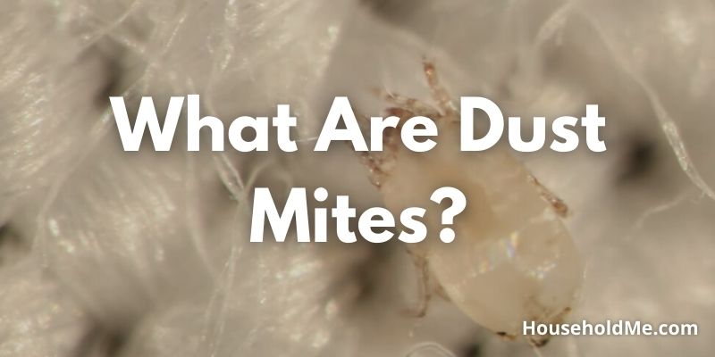 What-Are-Dust-Mites