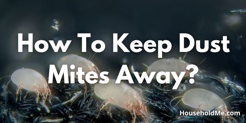 What-Are-Dust-Mites