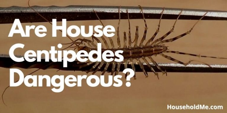 Are House Centipedes Dangerous? Let's Find Out!