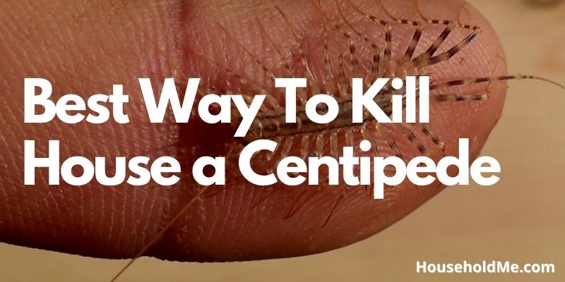 Best Way To Kill House a Centipede