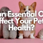 Can Essential Oils Affect Your Pet’s Health