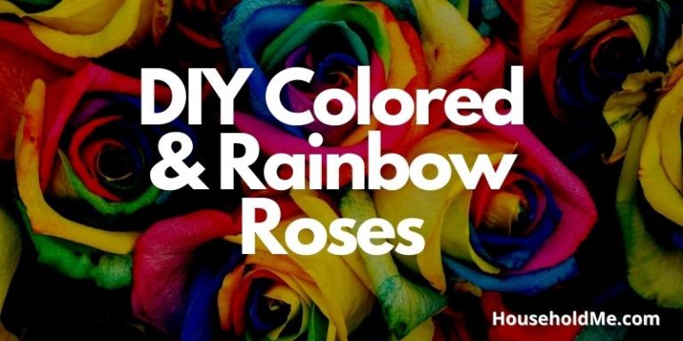 DIY Colored and Rainbow Roses