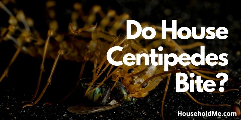 Do House Centipedes Bite?