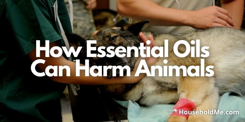 How-Essential-Oils-Can-Harm-Animals