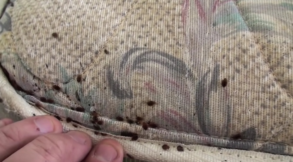 Do-it-yourself Bed Bug Control