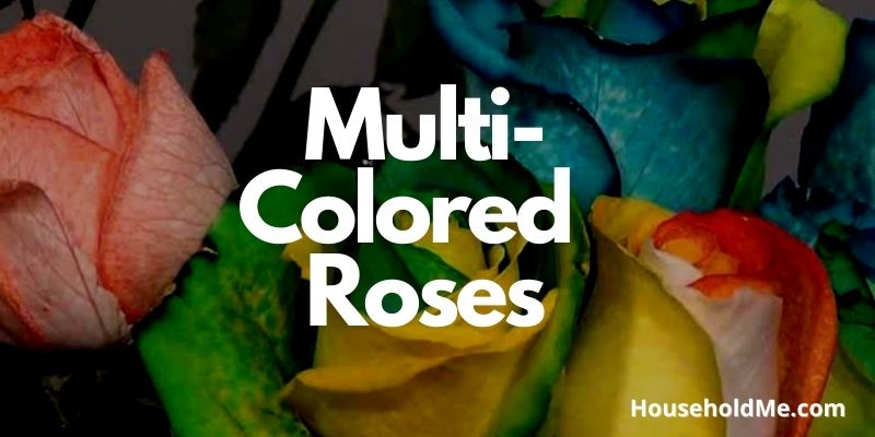 Multi-Colored or Single Colored Roses