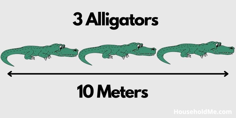 Three Alligators in a Row Equals 10 Meters