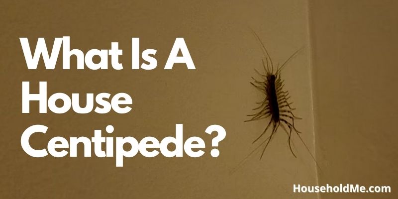 What Is A House Centipede?