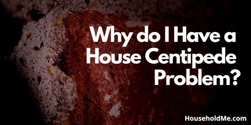 Why do I Have a House Centipede Problem?