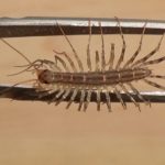 Are House Centipedes Dangerous?