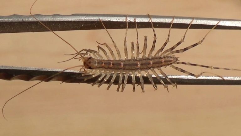 Are House Centipedes Dangerous?