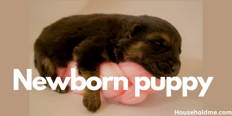 A Small, Newborn Puppy Weighs Around 100 Grams